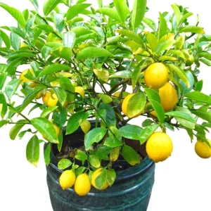 Meyer Lemon Tree Live Plant, 2-4 Ft Tall, 3 Gallon Pot, Yellow Lemons - Image 5