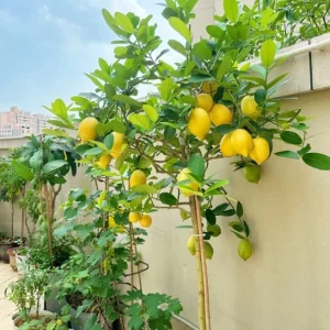 Meyer Lemon Tree Live Plant, 2-4 Ft Tall, 3 Gallon Pot, Yellow Lemons - Image 6