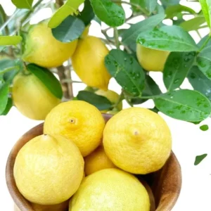 Meyer Lemon Tree Live Plant, 2-4 Ft Tall, 3 Gallon Pot, Yellow Lemons - Image 8