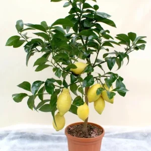 Meyer Lemon Tree Live Plant, 2-4 Ft Tall, 3 Gallon Pot, Yellow Lemons - Image 1