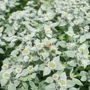 Mountain Mint Live Starter Plant in 4 Inch Pot - Short Toothed Perennial - Image 5