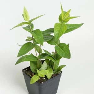 Mountain Mint Live Starter Plant in 4 Inch Pot - Short Toothed Perennial - Image 7