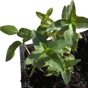Mountain Mint Live Starter Plant in 4 Inch Pot - Short Toothed Perennial - Image 8