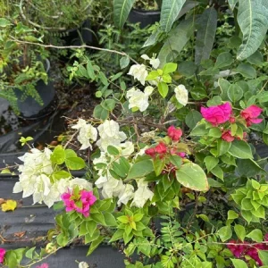 Multicolor Bougainvillea Live Plant - 3 Colors in 1 Pot, 2-3 Ft Tall, 3 Gallon Pot, Outdoor Shrub - Image 2