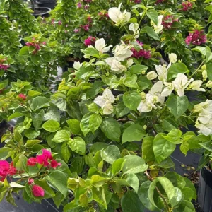 Multicolor Bougainvillea Live Plant - 3 Colors in 1 Pot, 2-3 Ft Tall, 3 Gallon Pot, Outdoor Shrub - Image 3