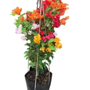 Multicolor Bougainvillea Live Plant - 3 Colors in 1 Pot, 2-3 Ft Tall, 3 Gallon Pot, Outdoor Shrub - Image 4
