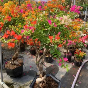 Multicolor Bougainvillea Live Plant - 3 Colors in 1 Pot, 2-3 Ft Tall, 3 Gallon Pot, Outdoor Shrub - Image 5