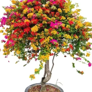 Multicolor Bougainvillea Live Plant - 3 Colors in 1 Pot, 2-3 Ft Tall, 3 Gallon Pot, Outdoor Shrub - Image 6
