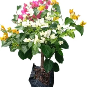 Multicolor Bougainvillea Live Plant - 3 Colors in 1 Pot, 2-3 Ft Tall, 3 Gallon Pot, Outdoor Shrub - Image 7