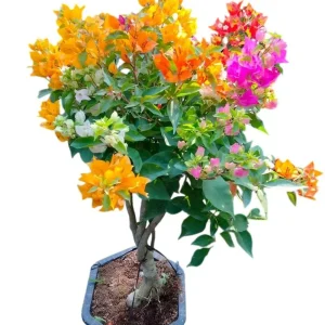 Multicolor Bougainvillea Live Plant - 3 Colors in 1 Pot, 2-3 Ft Tall, 3 Gallon Pot, Outdoor Shrub - Image 1