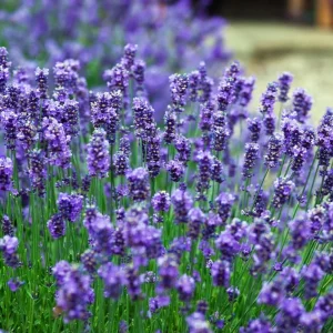 Munstead English Lavender Angustifolia Live Starter Plant Plug - 1-3 Inch Tall - Image 2