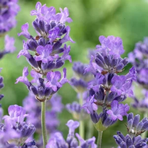 Munstead English Lavender Angustifolia Live Starter Plant Plug - 1-3 Inch Tall - Image 3