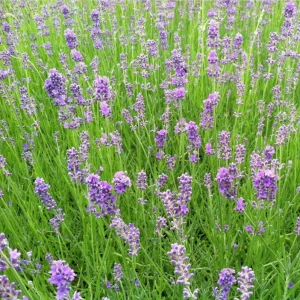 Munstead English Lavender Angustifolia Live Starter Plant Plug - 1-3 Inch Tall - Image 4