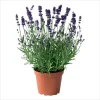Munstead English Lavender Angustifolia Live Starter Plant Plug - 1-3 Inch Tall - Image 1