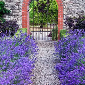 Munstead English Lavender Angustifolia Live Starter Plant Plug - 1-3 Inch Tall - Image 5