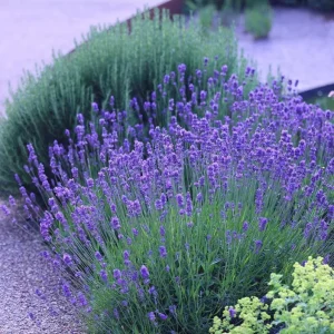 Munstead English Lavender Angustifolia Live Starter Plant Plug - 1-3 Inch Tall - Image 6
