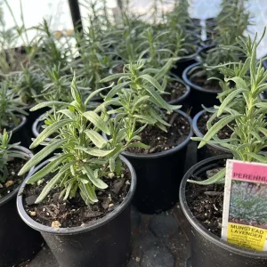 Munstead English Lavender Live Starter Plant – 3 Inch Pot – Fragrant Perennial Herb - Image 10