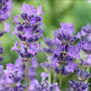 Munstead English Lavender Live Starter Plant – 3 Inch Pot – Fragrant Perennial Herb - Image 2