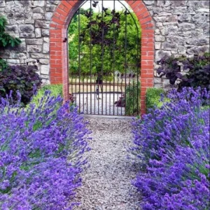 Munstead English Lavender Live Starter Plant – 3 Inch Pot – Fragrant Perennial Herb - Image 5