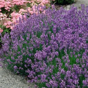 Munstead English Lavender Live Starter Plant – 3 Inch Pot – Fragrant Perennial Herb - Image 8