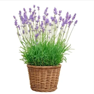 Munstead English Lavender Live Starter Plant – 3 Inch Pot – Fragrant Perennial Herb - Image 1