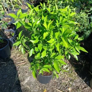 Navel Orange Live Tree – Sweet Citrus Fruit Plant – 3-4 Ft Tall – 5 Gallon Pot - Image 10