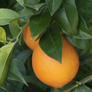 Navel Orange Live Tree – Sweet Citrus Fruit Plant – 3-4 Ft Tall – 5 Gallon Pot - Image 3
