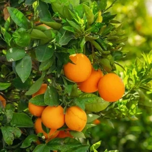 Navel Orange Live Tree – Sweet Citrus Fruit Plant – 3-4 Ft Tall – 5 Gallon Pot - Image 4