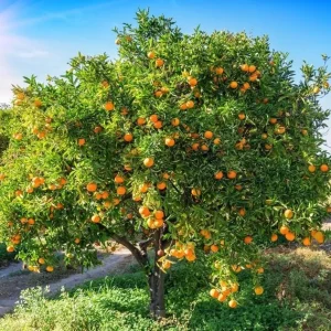 Navel Orange Live Tree – Sweet Citrus Fruit Plant – 3-4 Ft Tall – 5 Gallon Pot - Image 5
