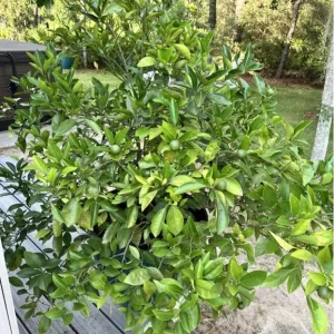 Navel Orange Live Tree – Sweet Citrus Fruit Plant – 3-4 Ft Tall – 5 Gallon Pot - Image 6