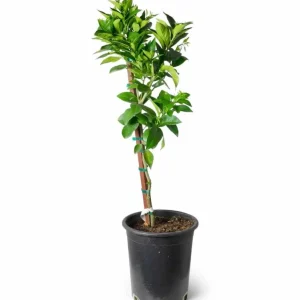 Navel Orange Live Tree – Sweet Citrus Fruit Plant – 3-4 Ft Tall – 5 Gallon Pot - Image 9