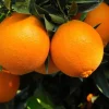 Navel Orange Live Tree – Sweet Citrus Fruit Plant – 3-4 Ft Tall – 5 Gallon Pot - Image 1