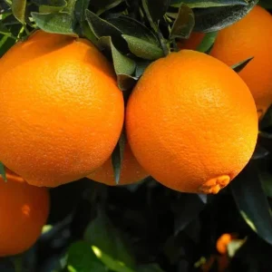 Navel Orange Live Tree – Sweet Citrus Fruit Plant – 3-4 Ft Tall – 5 Gallon Pot - Image 1