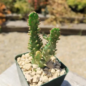 Opuntia Monacantha Variegata - Variegated Joseph's Coat Succulent Live Plant, 2 Inch Pot - Image 2