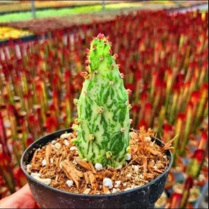 Opuntia Monacantha Variegata - Variegated Joseph's Coat Succulent Live Plant, 2 Inch Pot - Image 3