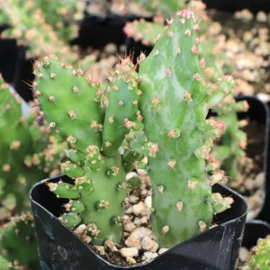 Opuntia Monacantha Variegata - Variegated Joseph's Coat Live Succulent Plant, 4 Inch Bare Root - Image 3