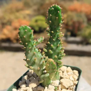 Opuntia Monacantha Variegata - Variegated Joseph's Coat Live Succulent Plant, 4 Inch Bare Root - Image 4