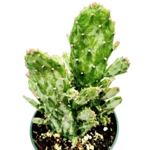 Opuntia Monacantha Variegata - Variegated Joseph's Coat Succulent Live Plant, 2 Inch Pot - Image 4
