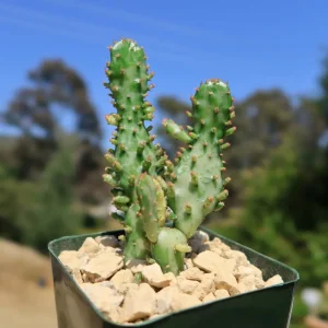 Opuntia Monacantha Variegata - Variegated Joseph's Coat Live Succulent Plant, 4 Inch Bare Root - Image 5