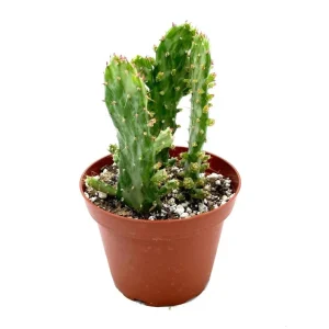 Opuntia Monacantha Variegata - Variegated Joseph's Coat Succulent Live Plant, 2 Inch Pot - Image 5