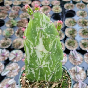 Opuntia Monacantha Variegata - Variegated Joseph's Coat Live Succulent Plant, 4 Inch Bare Root - Image 7