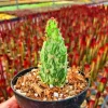 Opuntia Monacantha Variegata - Variegated Joseph's Coat Live Succulent Plant, 4 Inch Bare Root - Image 1