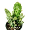 Opuntia Monacantha Variegata - Variegated Joseph's Coat Succulent Live Plant, 2 Inch Pot - Image 1