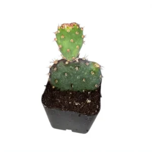 Opuntia Santarita Santa Rita Purple Prickly Pear Cactus Succulent Plant, Starter Cactus, 2 Inch Pot for Home Garden Decor - Image 7