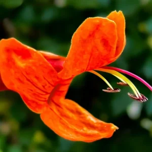 Orange Cape Honeysuckle Live Plant – Tecoma Capensis – 4-6 Inch Tall Tropical Shrub - Image 2
