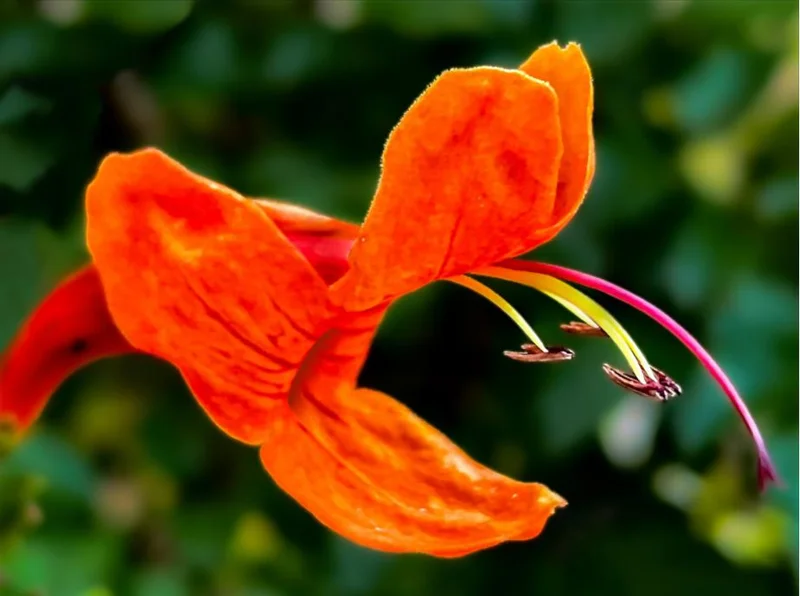 Orange Cape Honeysuckle Live Plant – Tecoma Capensis – 4-6 Inch Tall Tropical Shrub - Image 2