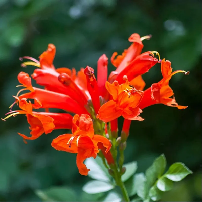 Orange Cape Honeysuckle Live Plant – Tecoma Capensis – 4-6 Inch Tall Tropical Shrub - Image 4