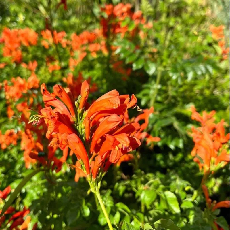 Orange Cape Honeysuckle Live Plant – Tecoma Capensis – 4-6 Inch Tall Tropical Shrub - Image 6