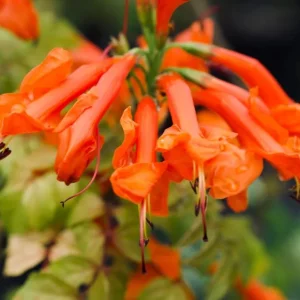 Orange Cape Honeysuckle Live Plant – Tecoma Capensis – 4-6 Inch Tall Tropical Shrub - Image 7