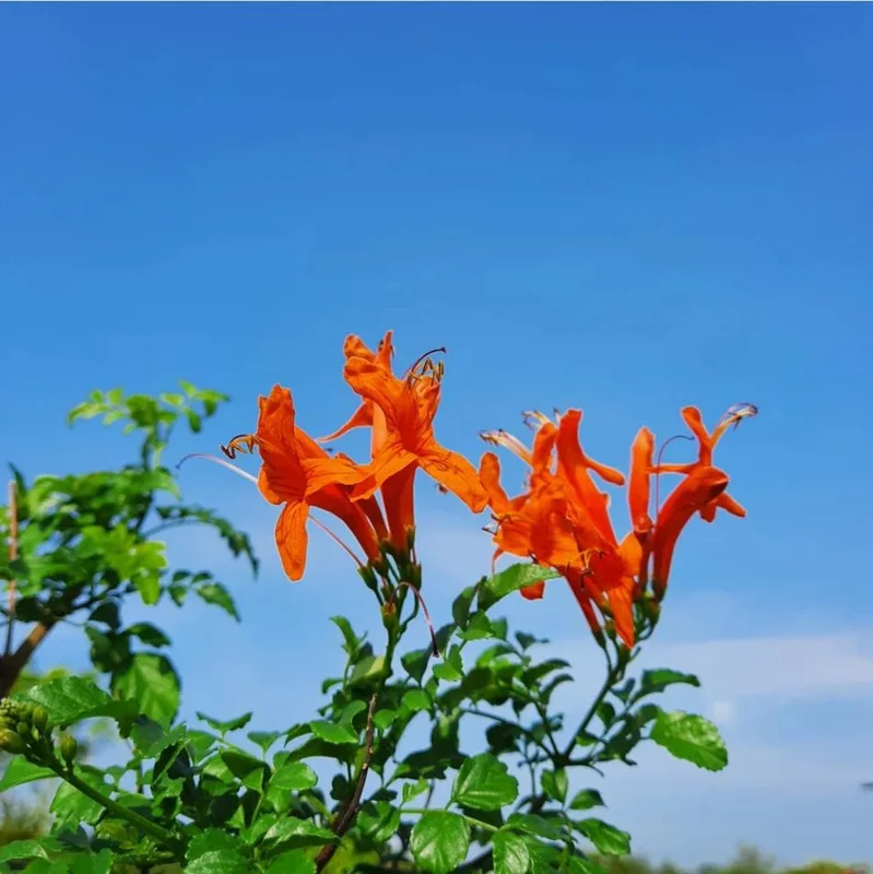 Orange Cape Honeysuckle Live Plant – Tecoma Capensis – 4-6 Inch Tall Tropical Shrub - Image 9